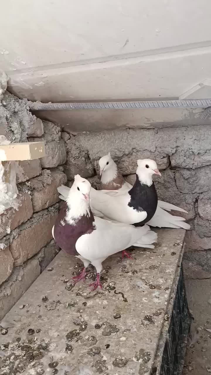 نرماده طوقی جوجه کن|پرنده|دورود, |دیوار