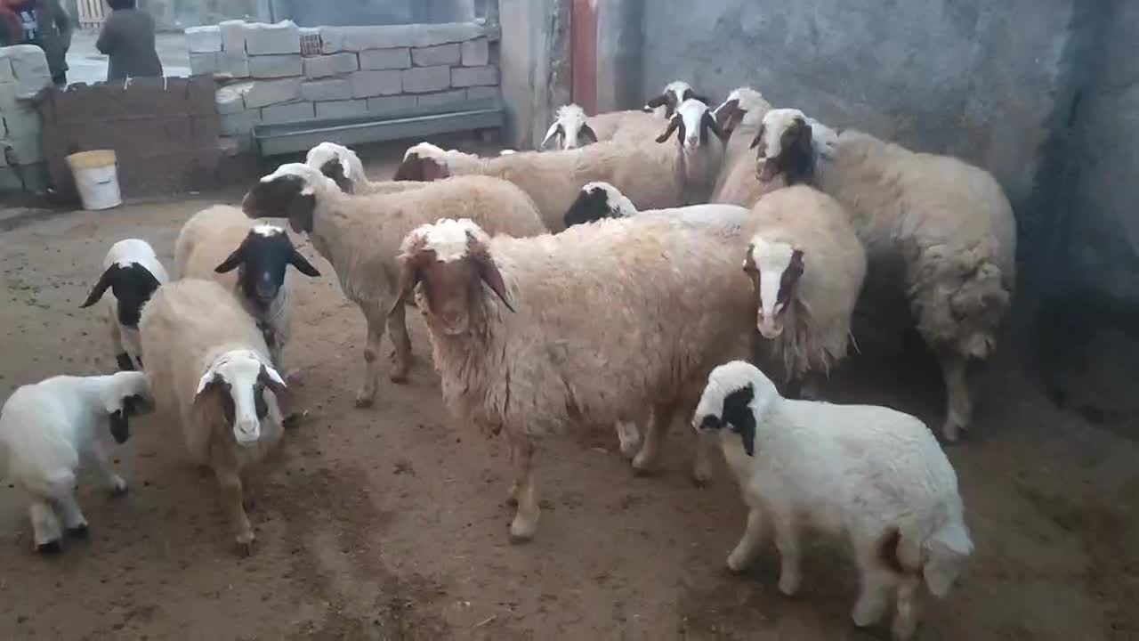 گوسفند سنجابی|حیوانات مزرعه|روانسر, |دیوار