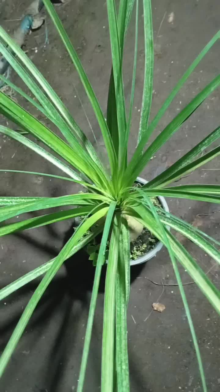 لیندا ابلق|گل و گیاه طبیعی|محمودآباد, |دیوار