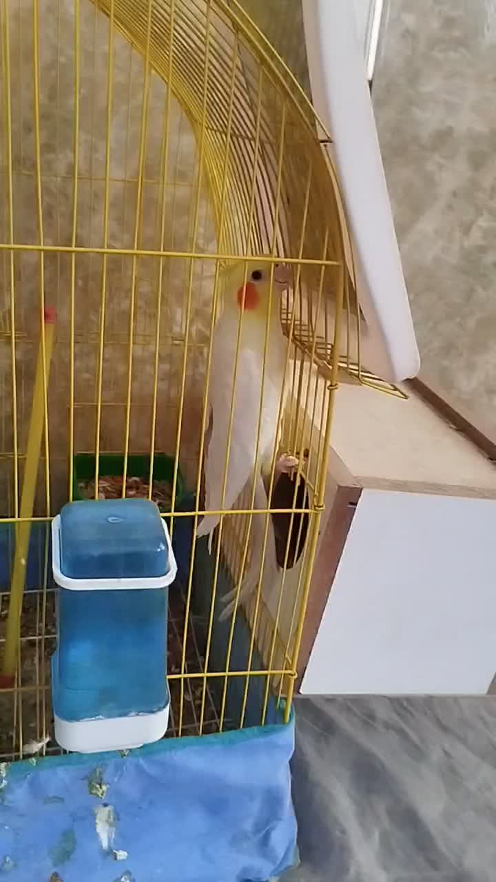 عروس هلندی مولد سخنگو|پرنده|لالجین, |دیوار