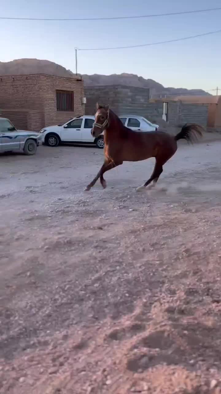 نریان ۳۰ ماهه|اسب و تجهیزات اسب‌سواری|مهریز, |دیوار