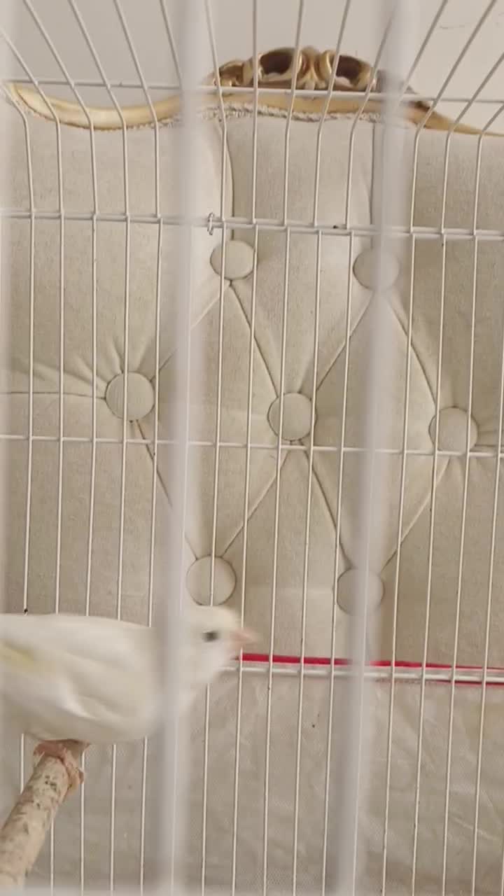 فروش قناری نر سفید|پرنده|صدرا-فارس, فاز ۱|دیوار