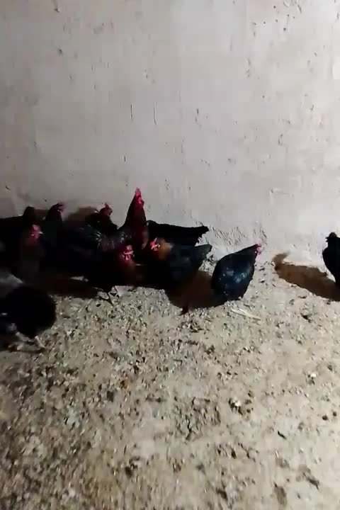 مرغ محلی جهادی|حیوانات مزرعه|تربت جام, میان جام|دیوار