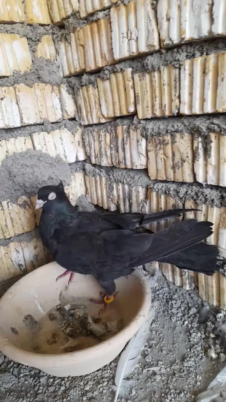 زاغ|پرنده|دهدشت, |دیوار