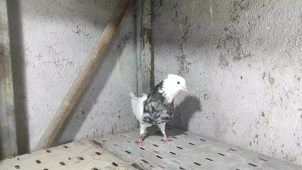 طوقی|پرنده|بندرعباس, |دیوار