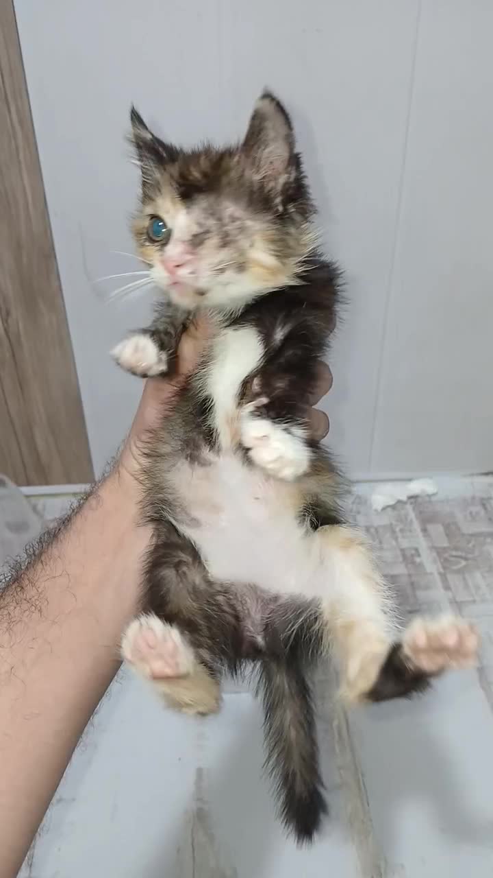 واگذاری گربه|گربه|لاهیجان, قیام|دیوار