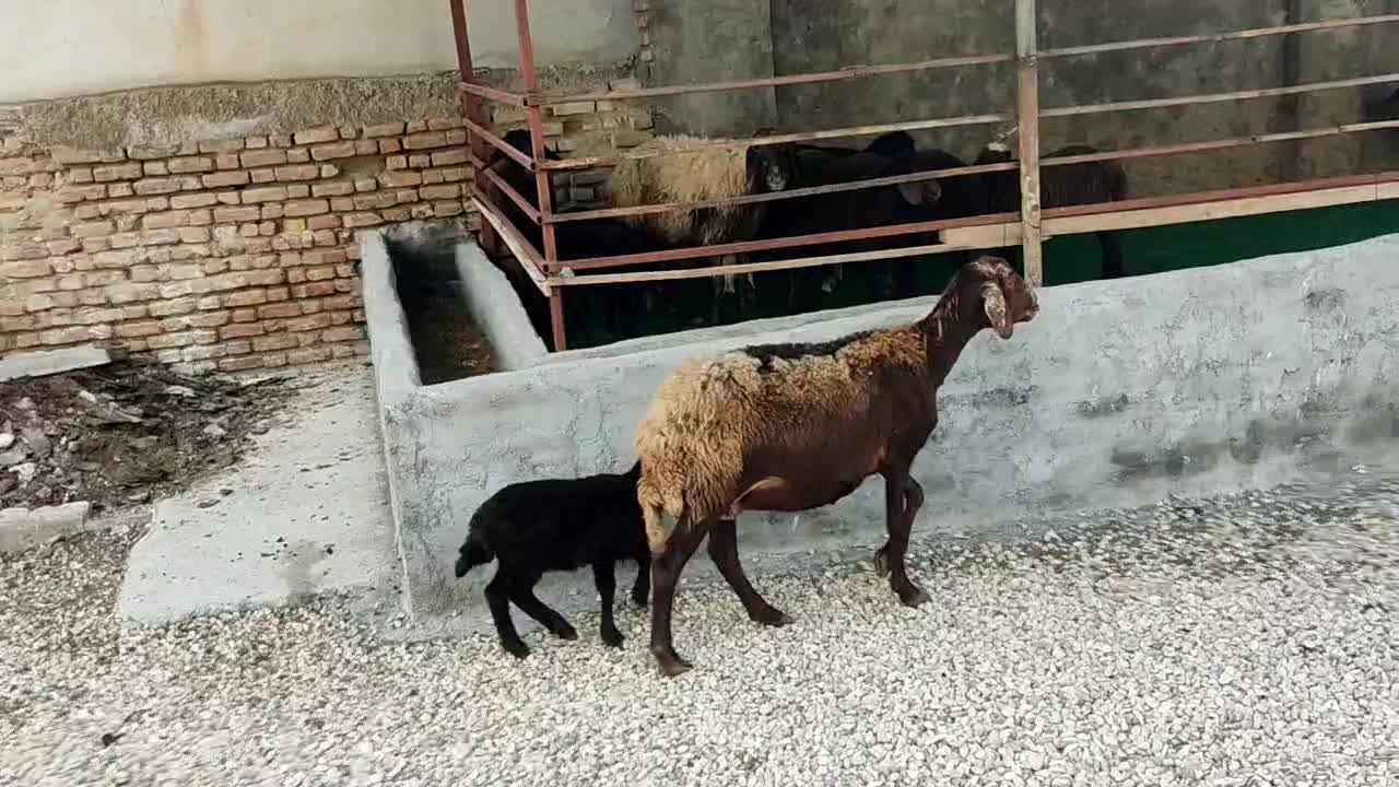 گوسفند بره دار افشار بره ماده خوراکخور|حیوانات مزرعه|بندر ترکمن, |دیوار