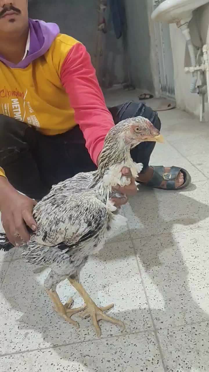 مرغ|حیوانات مزرعه|بند زرک, |دیوار