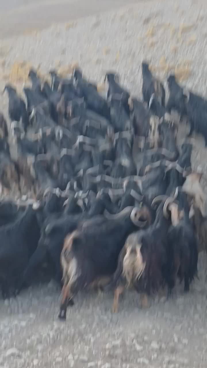 ۹۰ راس بز داشتی درجه یک|حیوانات مزرعه|آبدانان, |دیوار