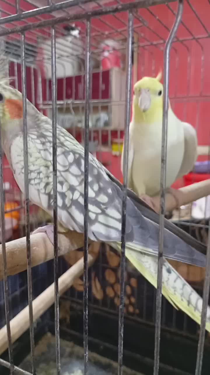 عروس هلندی|پرنده|امیدیه, |دیوار