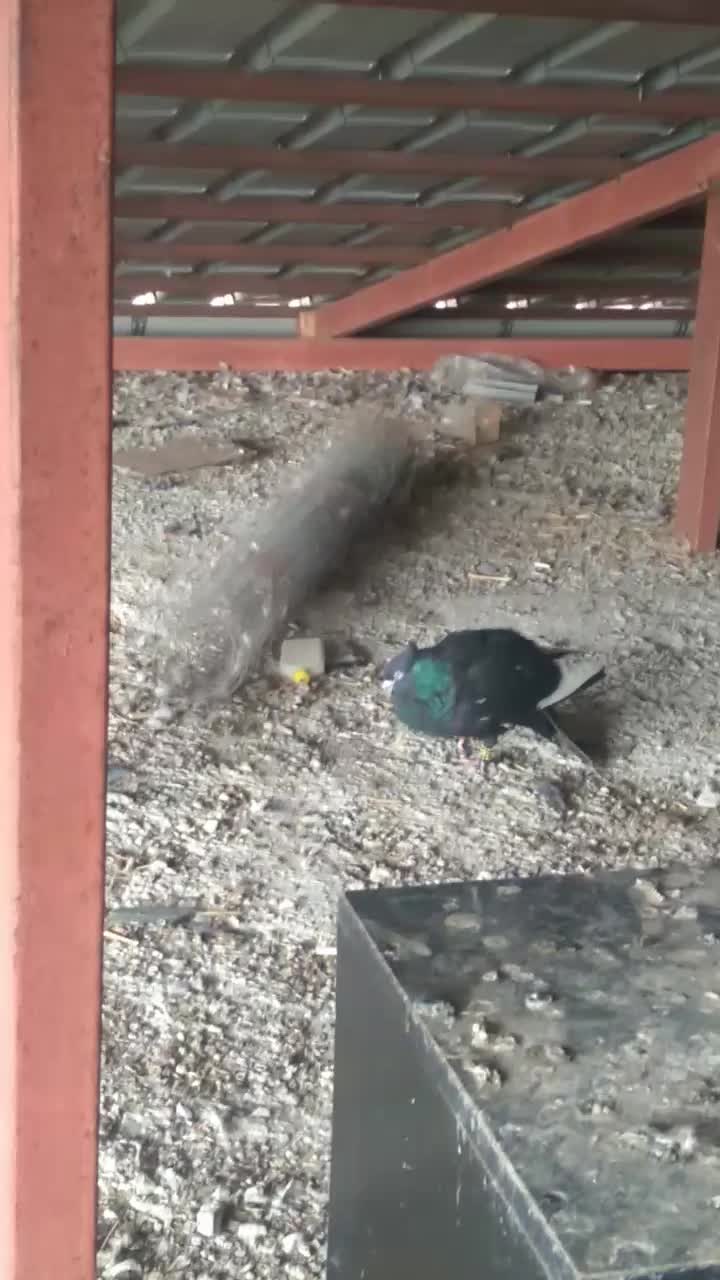 تعدادی کبوتر مسافتی جان آردن وتهرانی وغیره|پرنده|رامسر, |دیوار