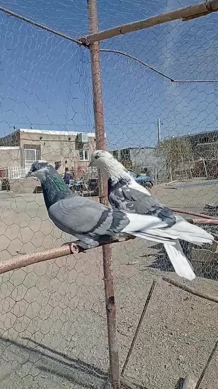 یکجفتگلیپرشی|پرنده|کمیجان, |دیوار