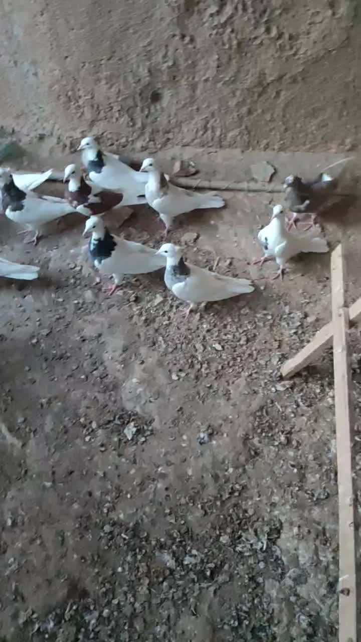 جوجه|پرنده|همدان, |دیوار