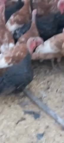 بوقلمون ارگانیک|حیوانات مزرعه|لاران, |دیوار