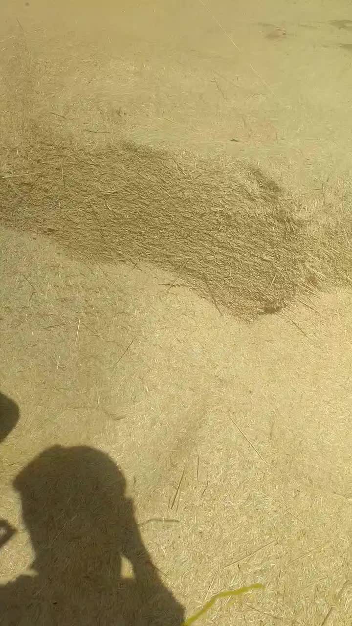 فروش کاه نرم خرمنکوب|خدمات باغبانی و درختکاری|یزد, |دیوار