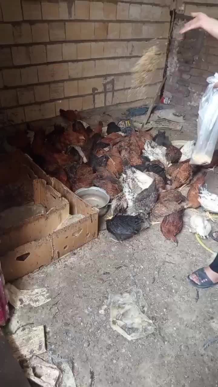 جوجه ...|حیوانات مزرعه|بم, |دیوار