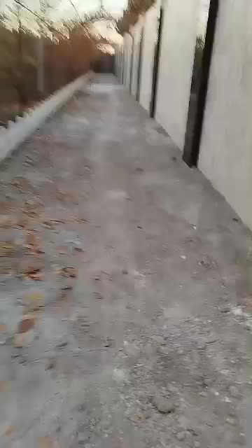 سگ نردوبرمن.مشکی|سگ|سبزوار, قصبه شرقی|دیوار