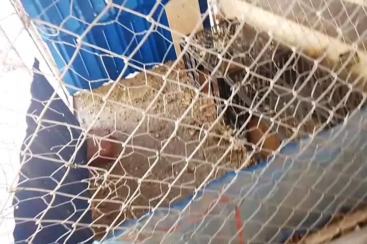 قفس|لوازم جانبی حیوانات|مراغه, |دیوار