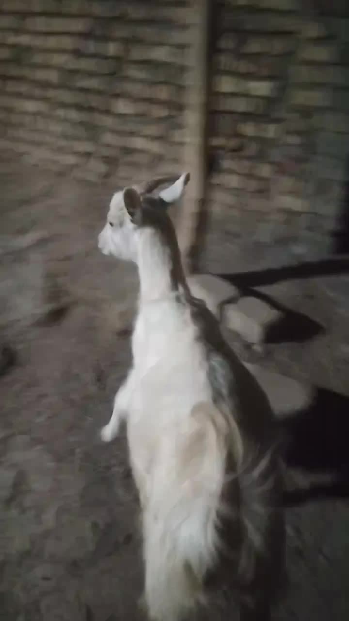 بزغاله سانن|حیوانات مزرعه|قزوین, |دیوار