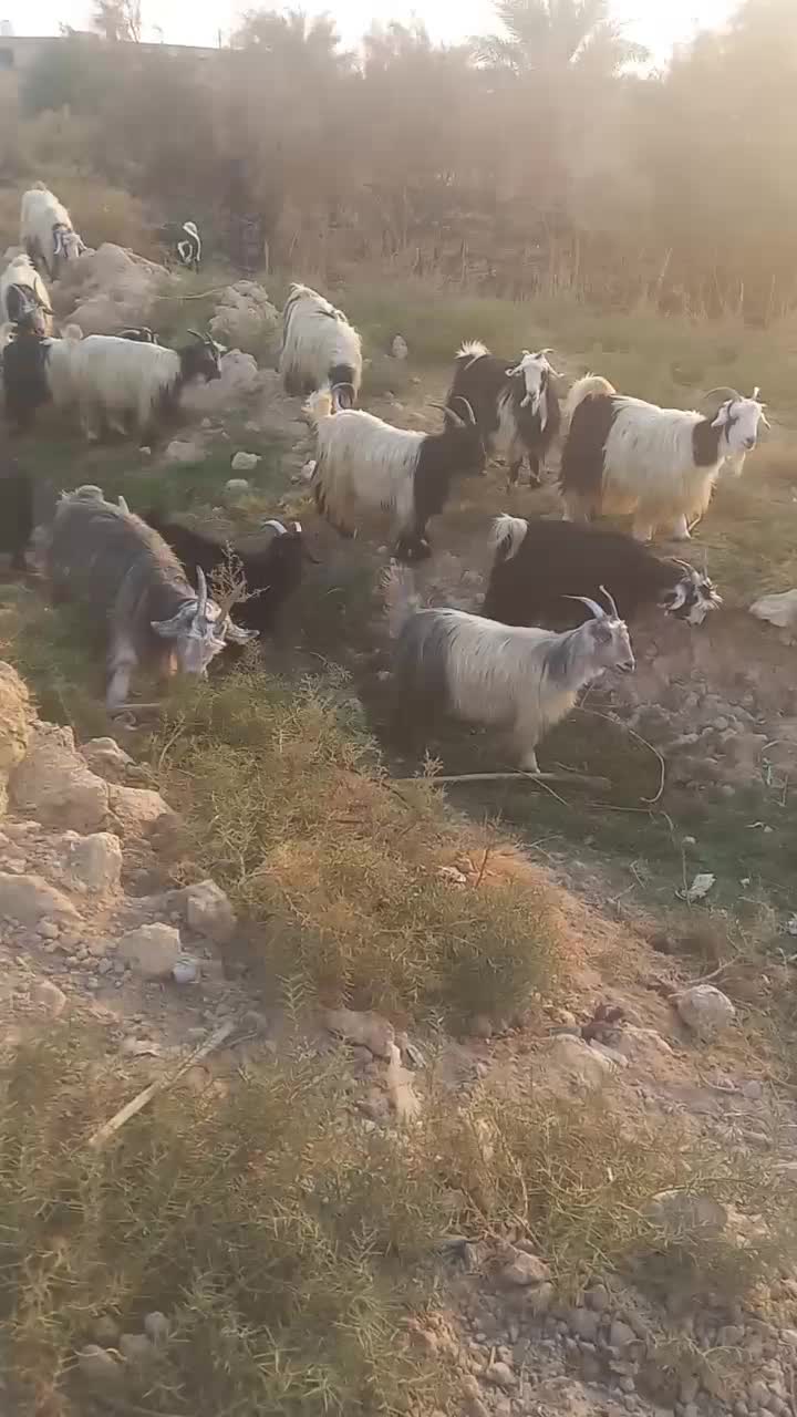 ۱۸ عدد بز|حیوانات مزرعه|شادگان, |دیوار