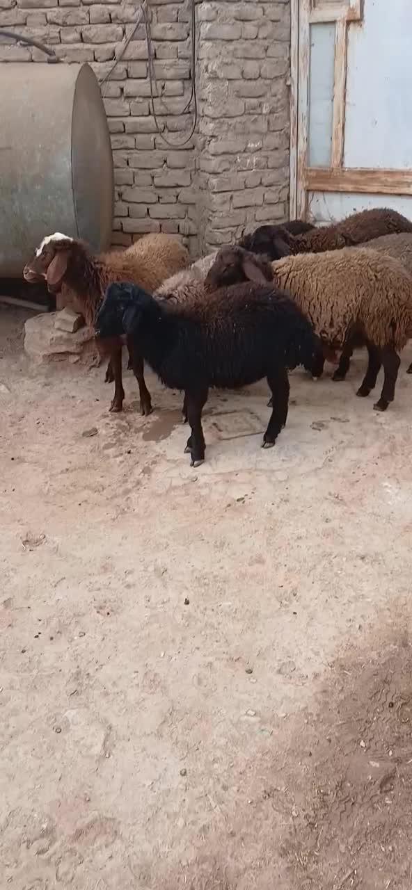 بره نر|حیوانات مزرعه|قیدار, |دیوار