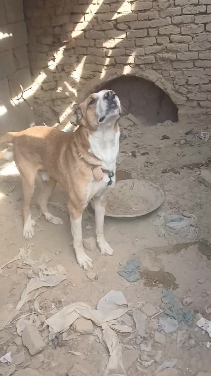 سگ رگه خراسانی سرابی|سگ|پیر بکران, |دیوار