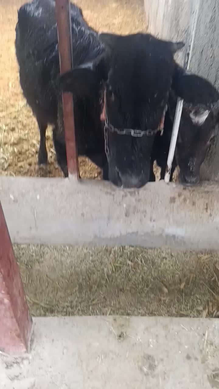 گاووگوساله|حیوانات مزرعه|ملکشاهی, |دیوار