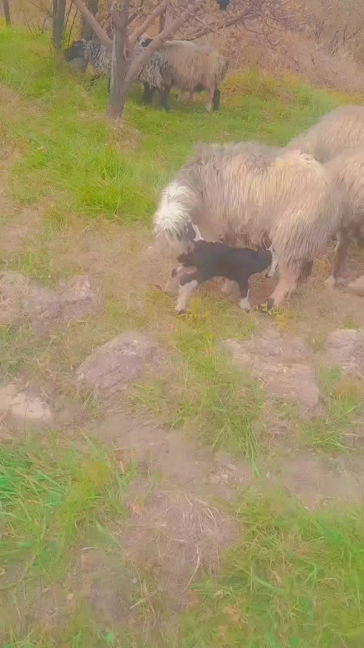 ۲راس میش بره دار|حیوانات مزرعه|جوزار, |دیوار