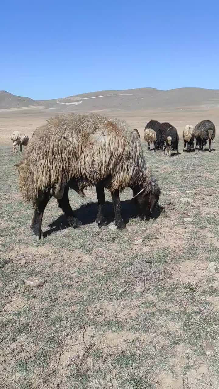 قوچ گله شش دندان|حیوانات مزرعه|اردبیل, |دیوار