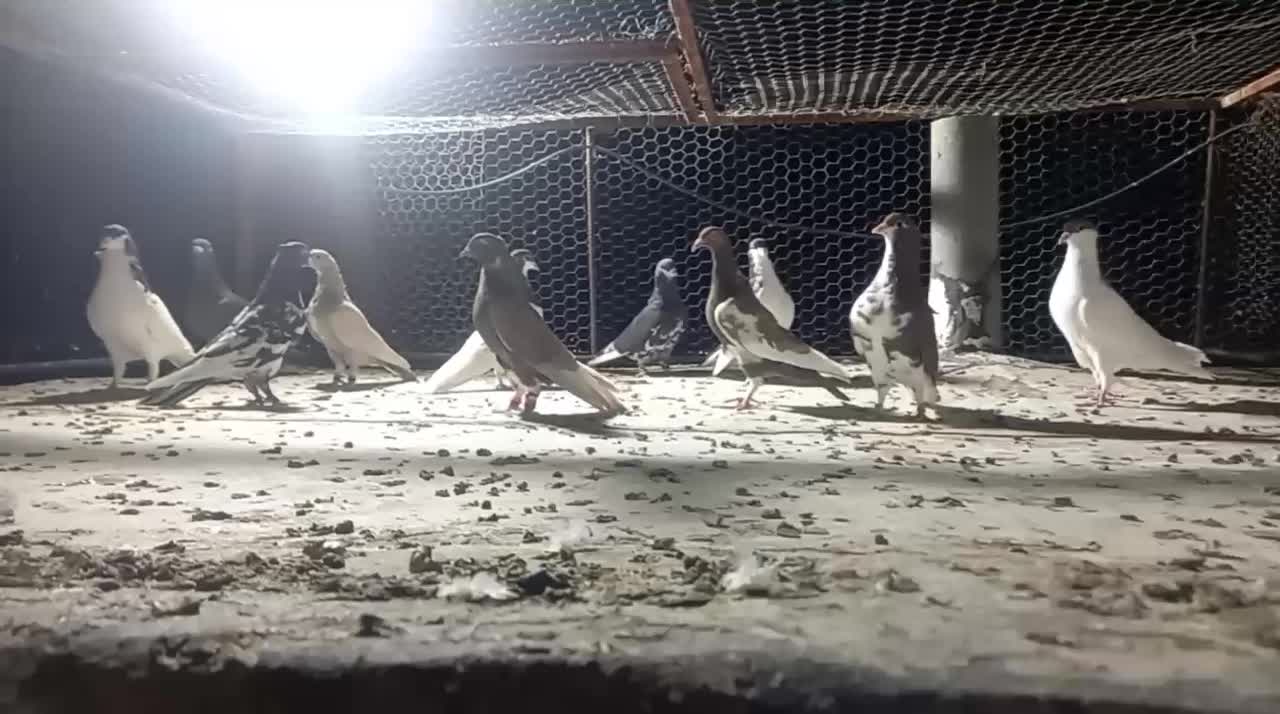 فروش کبوتر هوایی دونه ای ۵۰۰هزارتومان|پرنده|شیراز, شهرک مهرگان|دیوار