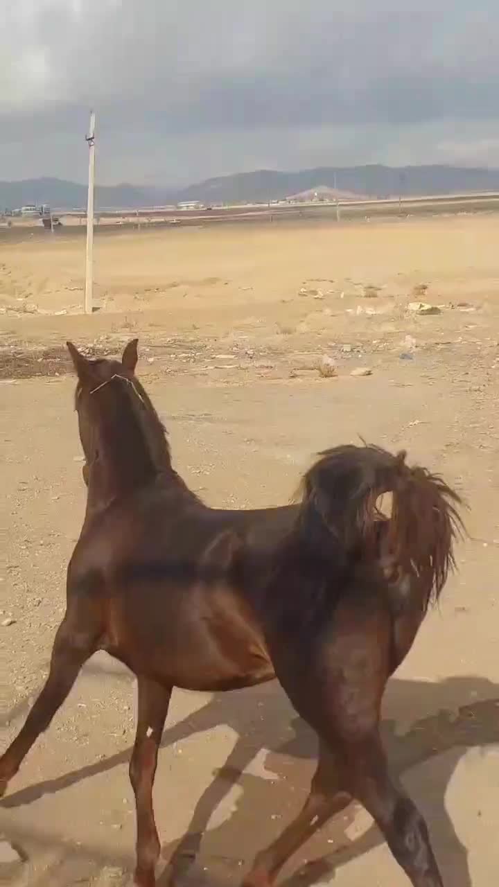 فروش مادیان پر خون|اسب و تجهیزات اسبسواری|بوئین زهرا, |دیوار