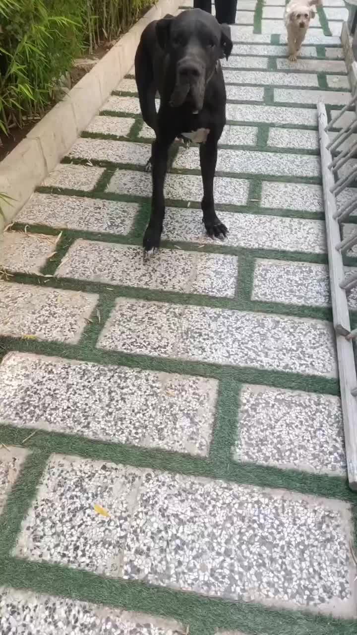 دامپزشکی در محل شما|خدمات آرایشگری و زیبایی|چهارباغ, |دیوار