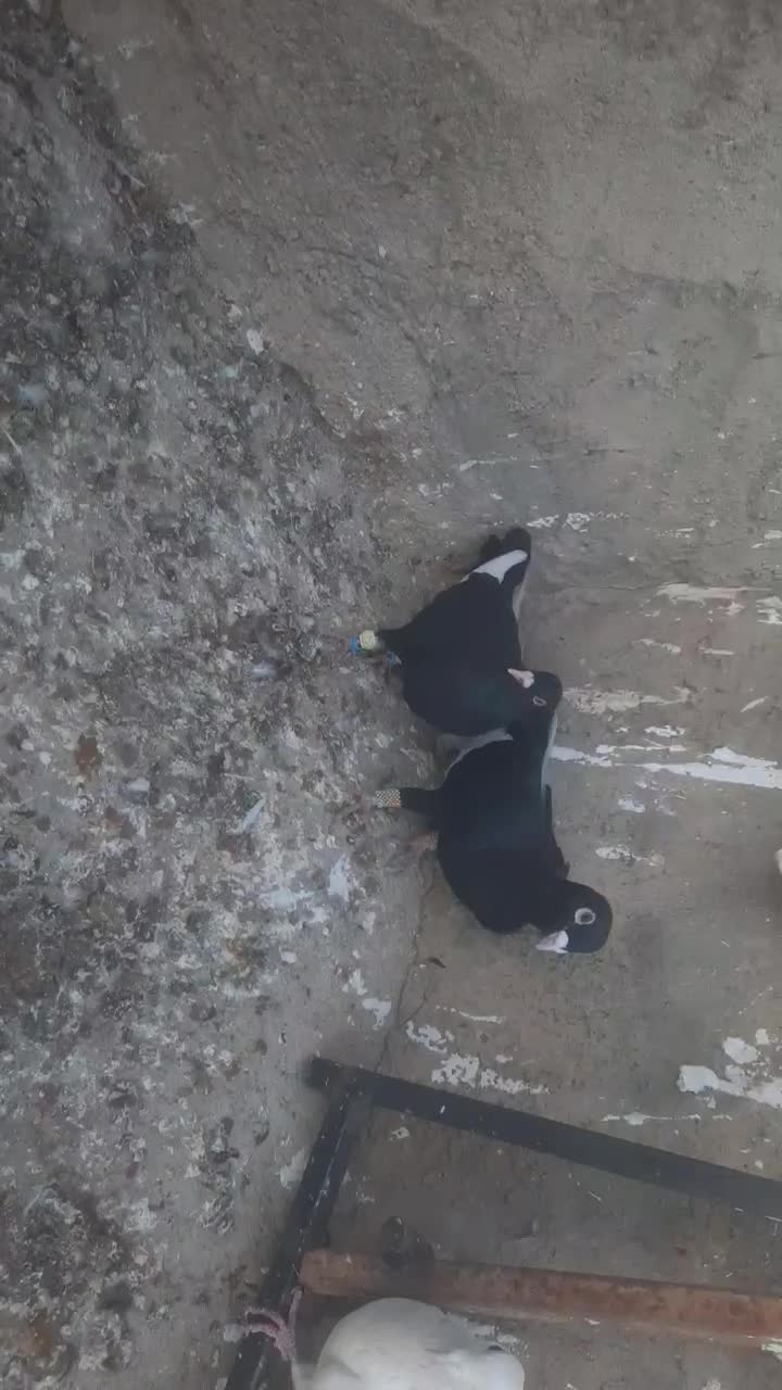 یه جفت قارا سیاه نرماده‌|پرنده|تاکستان, |دیوار