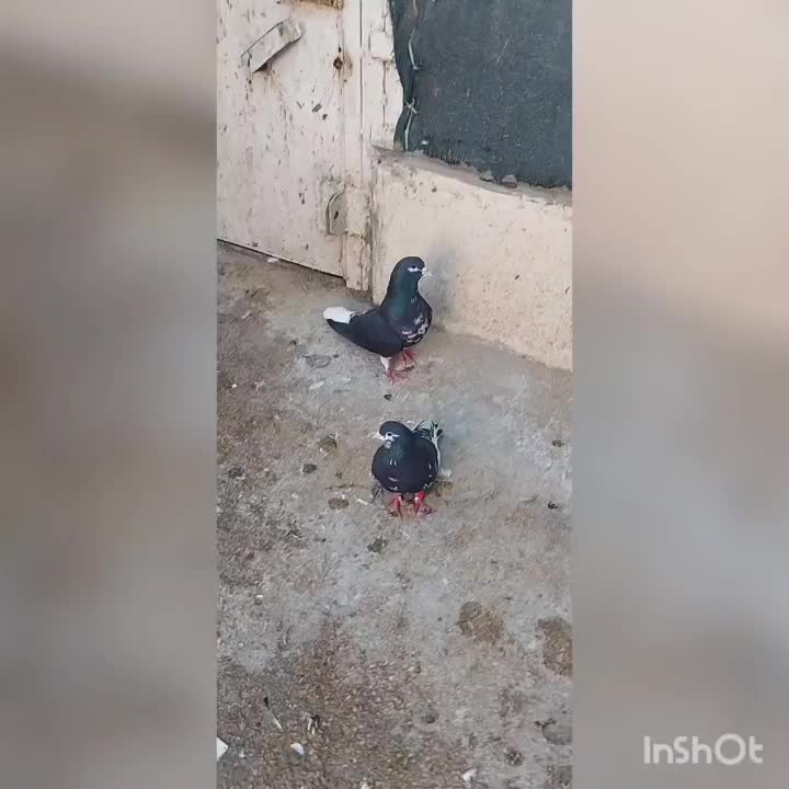 شهری|پرنده|شبانکاره, |دیوار