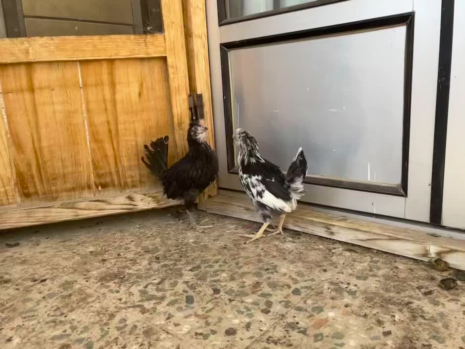 نیمچه گلین|حیوانات مزرعه|شهرکرد, |دیوار