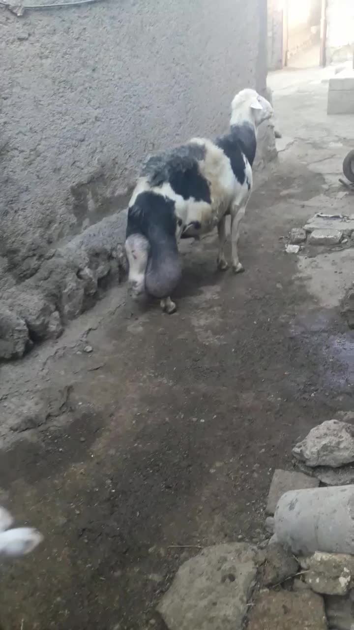 قوچ‌هرکول  پلنگی ۲سالنیم|حیوانات مزرعه|دینور, |دیوار