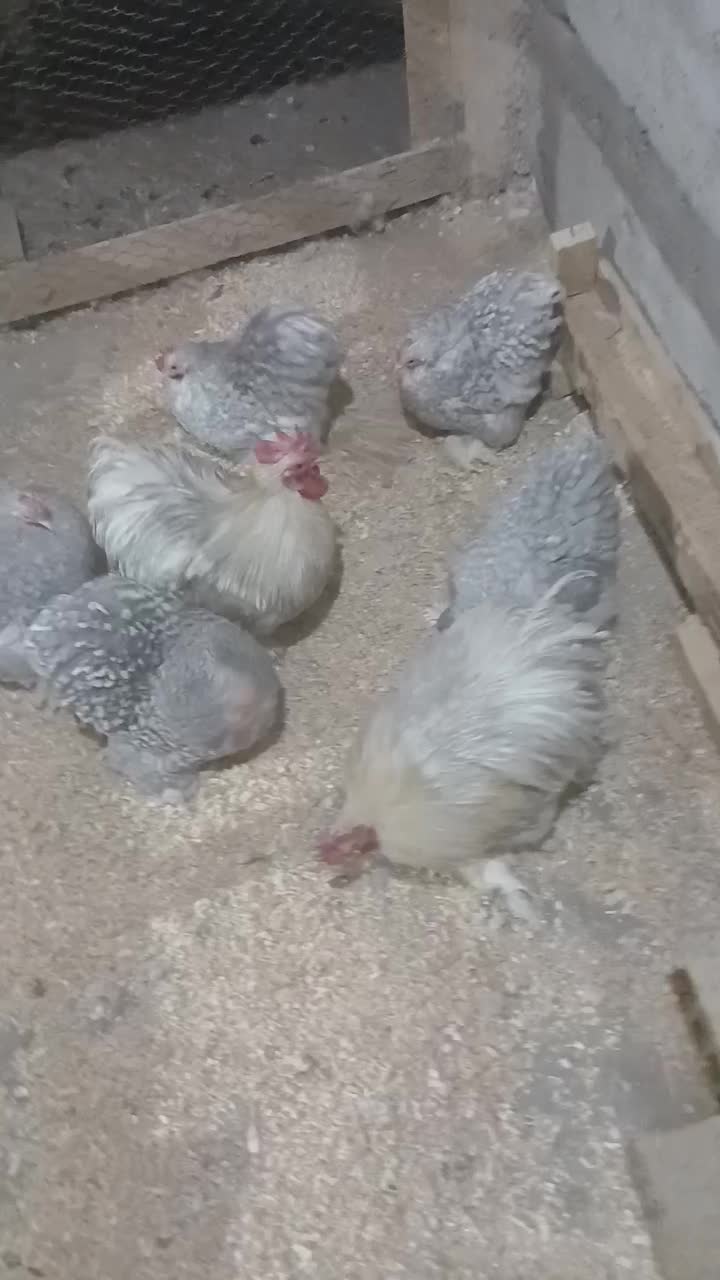 جوجه کوشین|حیوانات مزرعه|یزد, |دیوار