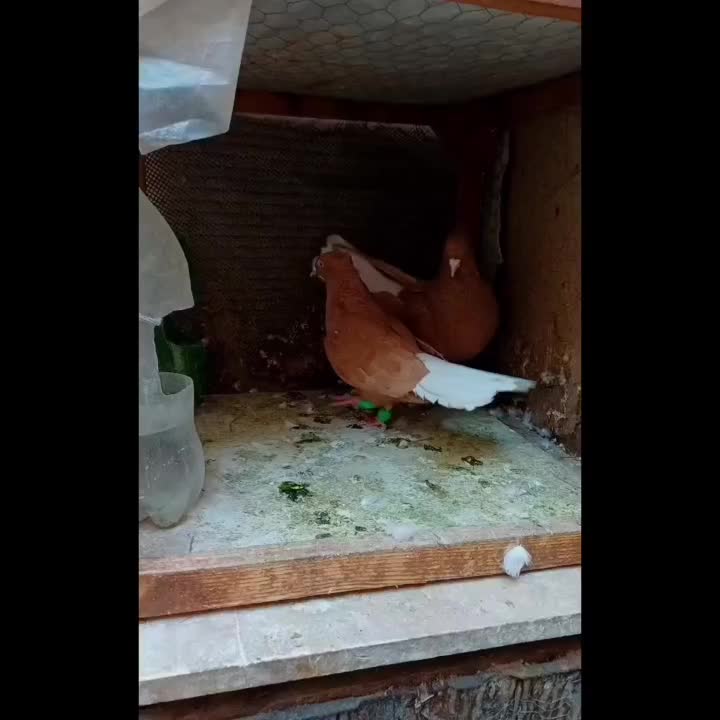 جفت زردمسفید کاکلی نامبروان|پرنده|مشهد, قائم|دیوار