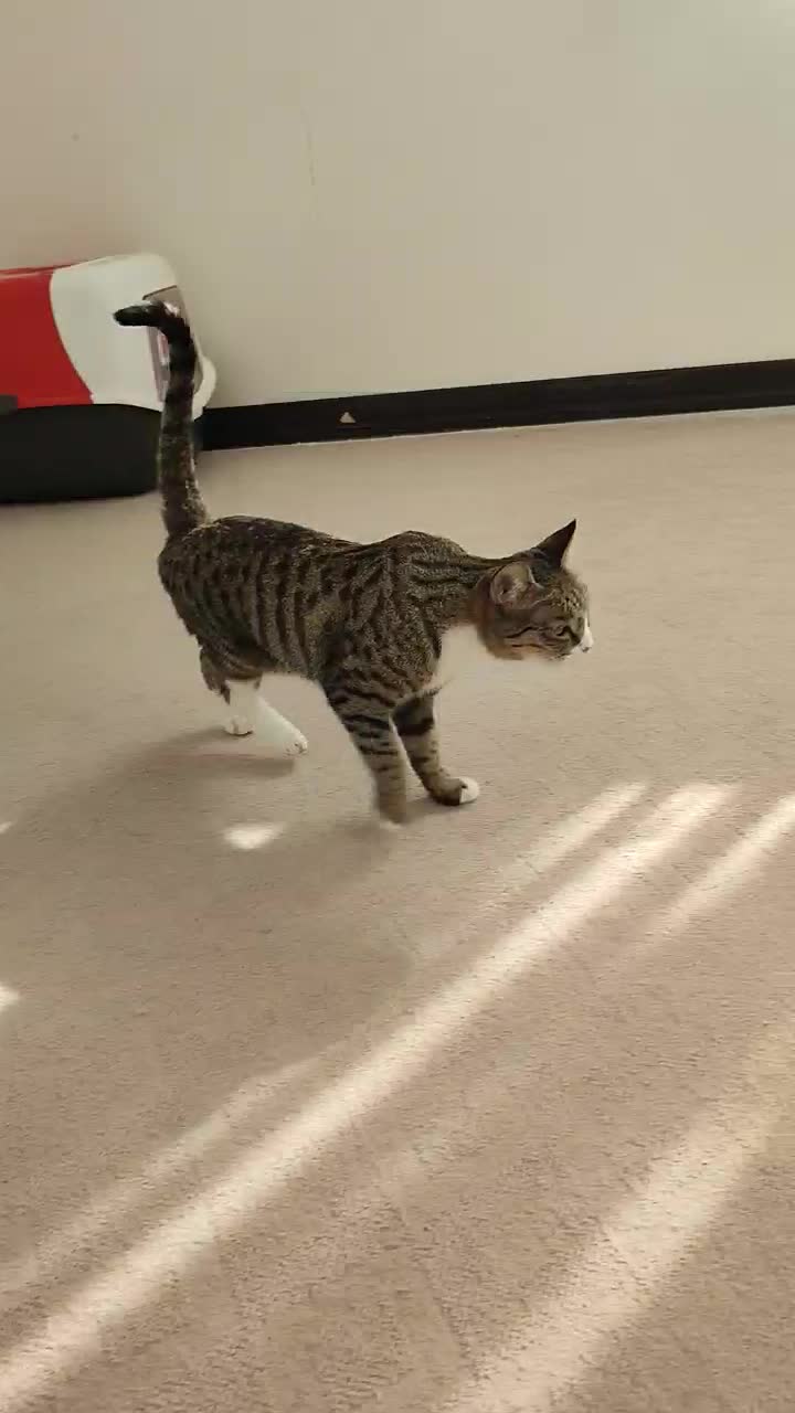 واگذاری رایگان گربه خانگی|گربه|طرقبه, |دیوار