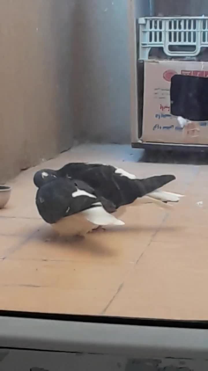 یه جفت چادری دم تخم|پرنده|تهران, شهرک آزمایش|دیوار