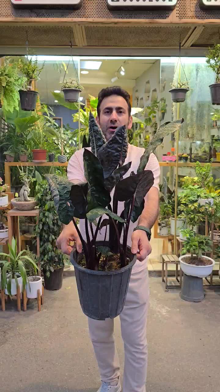 متنوع ترین گیاهان آپارتمانی با در نظر گرفتن جیبتون|گل و گیاه طبیعی|رشت, رودبارتان|دیوار