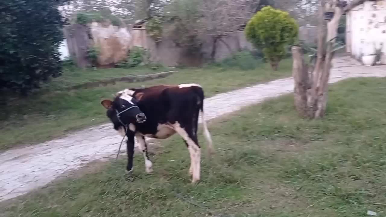 تلیسه دورگ محلی قیمت 55|حیوانات مزرعه|گوراب زرمیخ, |دیوار