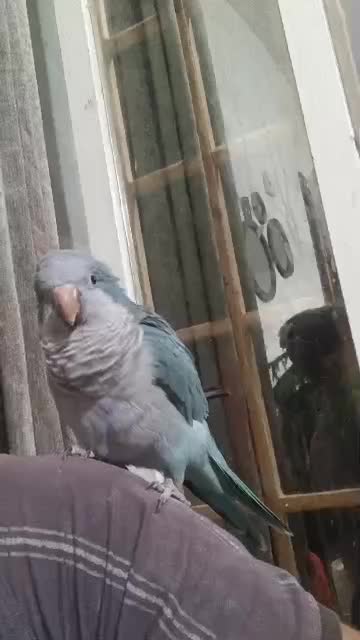 دوعدد طوطی راهب فوق دستی درحد عروسک|پرنده|آبپخش, |دیوار