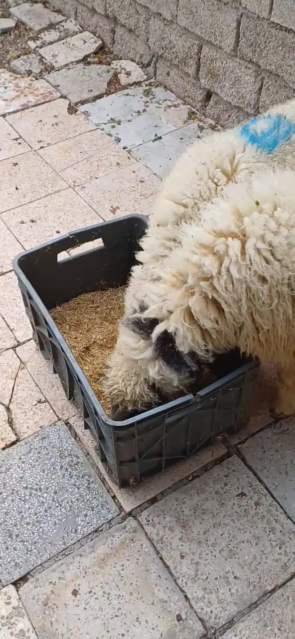 گوسفند ماده|حیوانات مزرعه|سوسنگرد, |دیوار