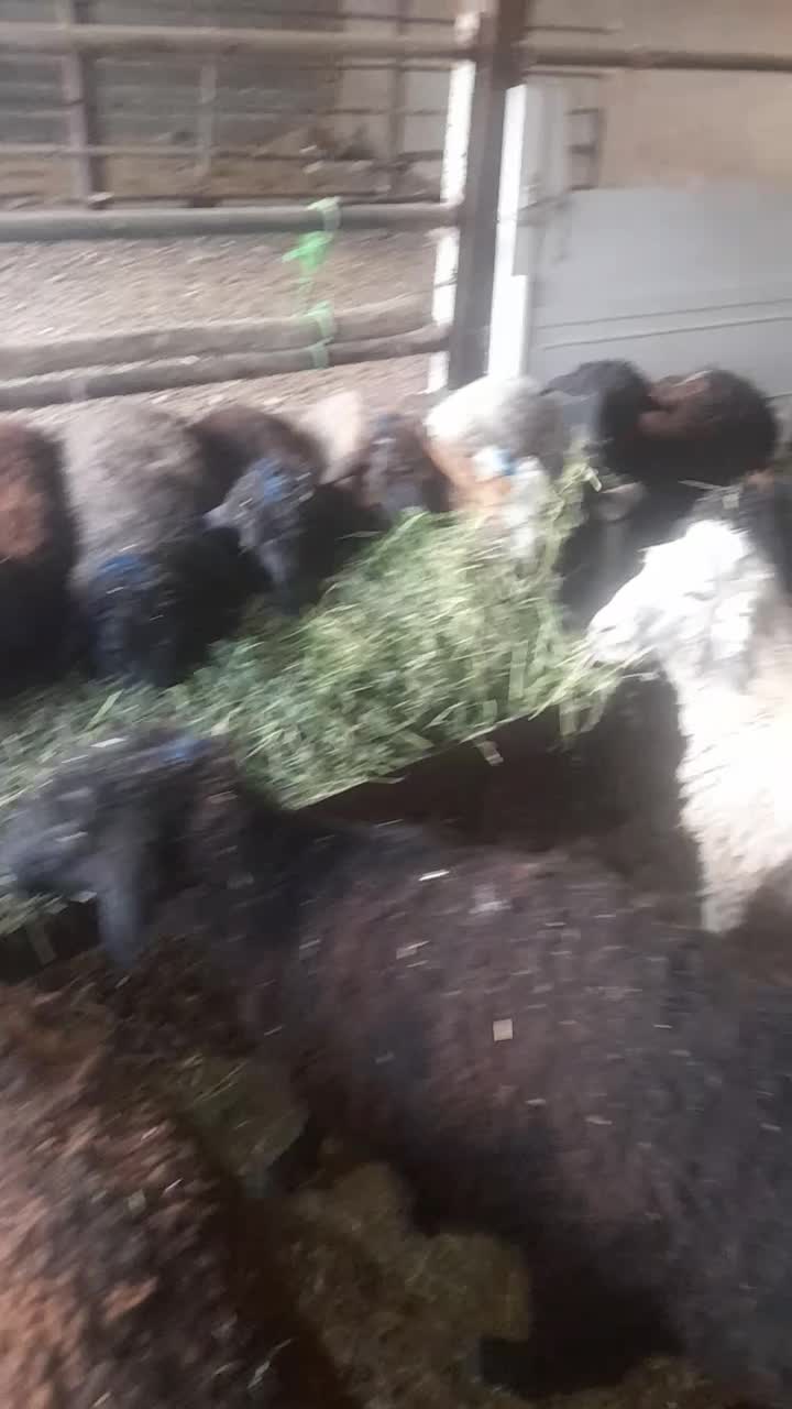 تعداد ۱۳راس بره|حیوانات مزرعه|پیشوا, |دیوار