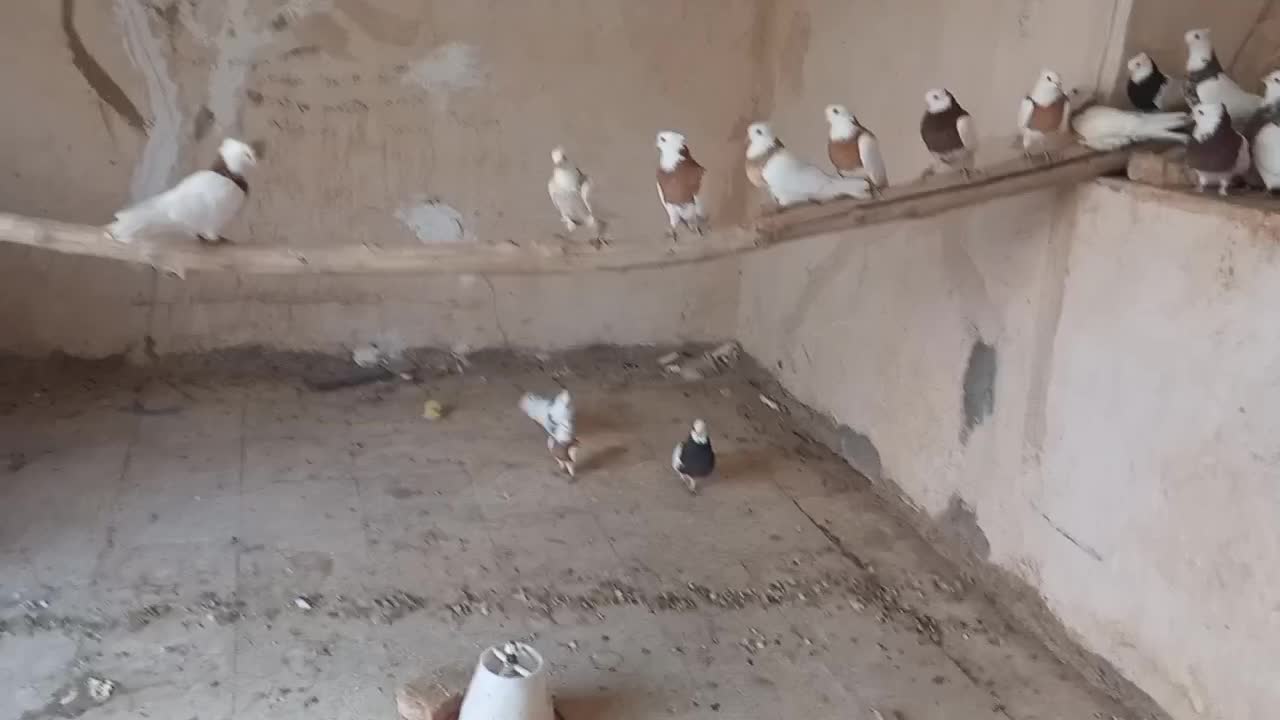 طوقی|پرنده|اشکذر, |دیوار