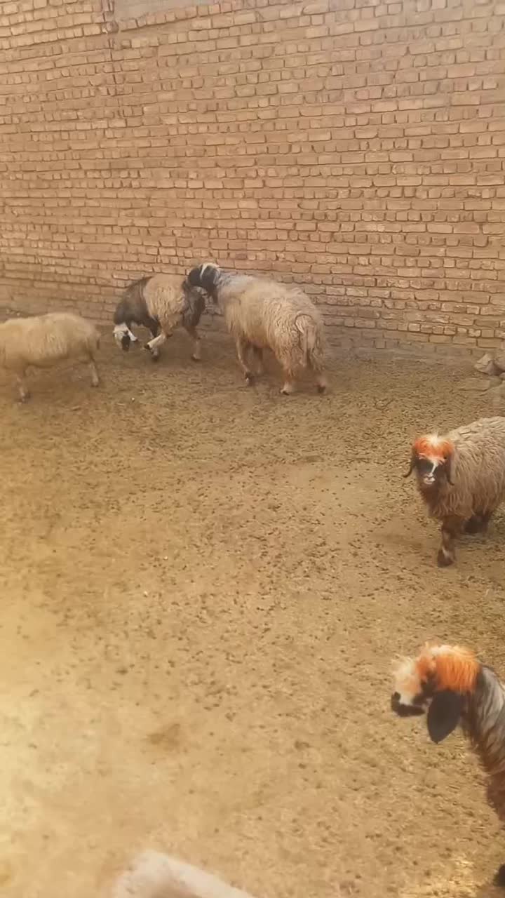 قوچ جوان|حیوانات مزرعه|لردگان, |دیوار