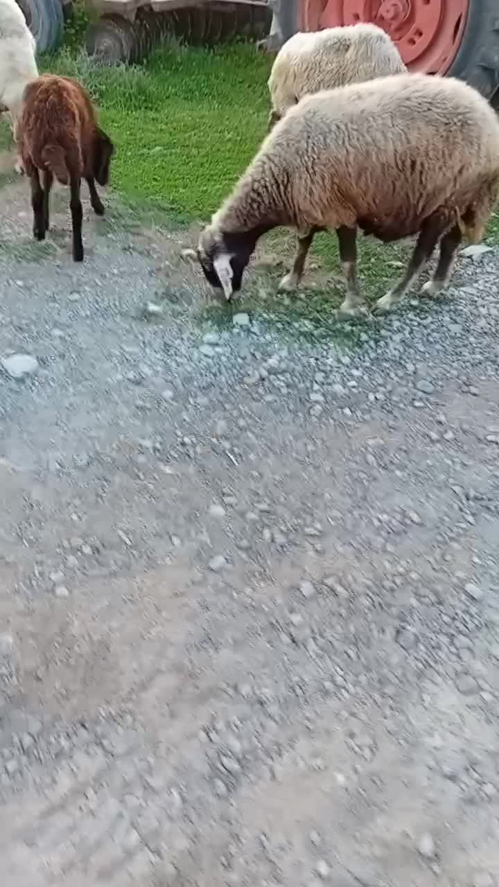 ۱راس گوسفند افشاری جنس|حیوانات مزرعه|آق قلا, |دیوار