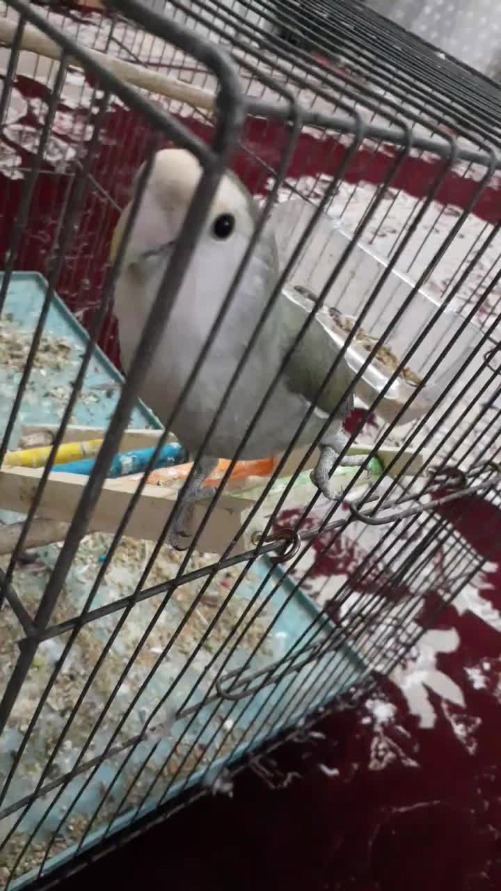 طوطی برزیلی دستی فول به شرط سالم|پرنده|شادگان, |دیوار