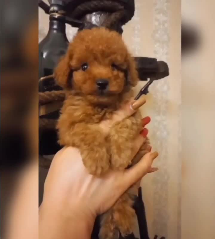 توی پودل اورجینال|سگ|قدس, شهرقدس|دیوار